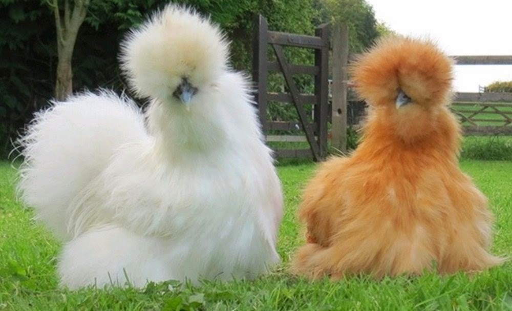 Galinha Sultan: Características, Ovos, Preço, Como Criar e Foto