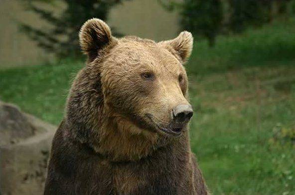 Características do Urso e Sua Utilidade na Natureza