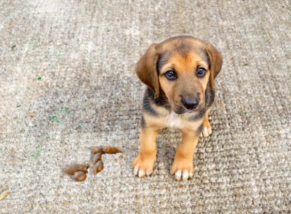 Como Limpar Fezes de Cachorro? Quais Produtos? Como Fazer?