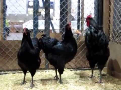 Galinha Croad Langshan: Características, Ovos, Como Criar e Fotos