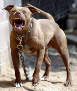 Tudo Sobre o Cachorro Pitbull: Características e Imagens