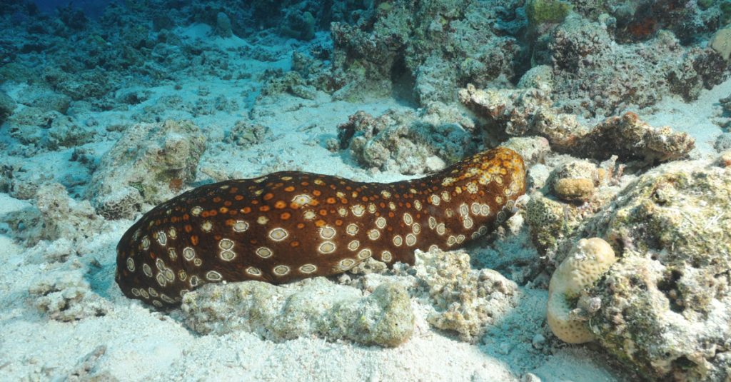 Pepino do mar Gigante Existe? Onde Ele se Localiza?