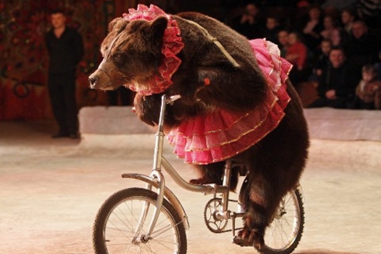 Curiosidades do Urso e Fatos Interessantes com Imagens