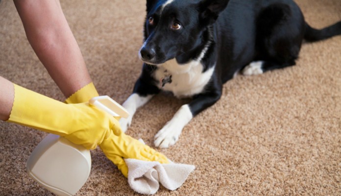 Como Tirar Cheiro de Fezes e Urina de Cachorro do Quintal de Terra?