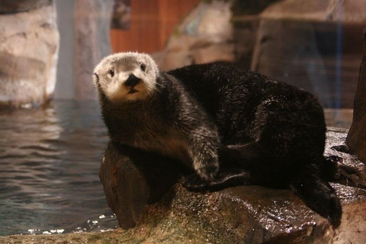Ariranha, Lontra e Foca: Diferenças e Semelhanças (Guia 2026)