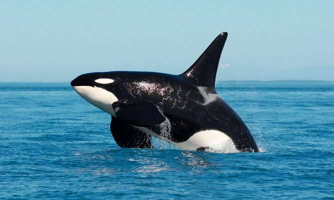 Diferenças Entre o Tubarão Branco, Orca e Megalodon