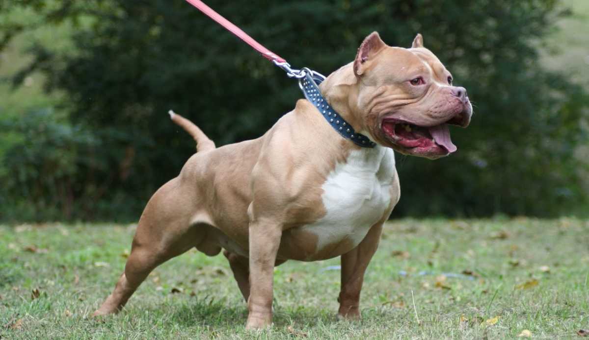 Como Identificar Um Pitbull? Como Saber Se É Puro ou Mestiço?