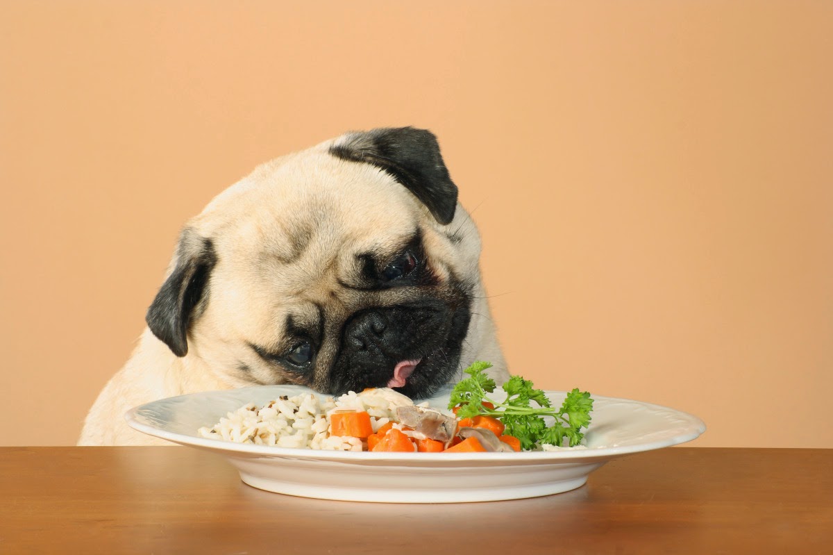 O Que o Pug Pode Comer? Qual o Tipo de Alimentação e Quantidade