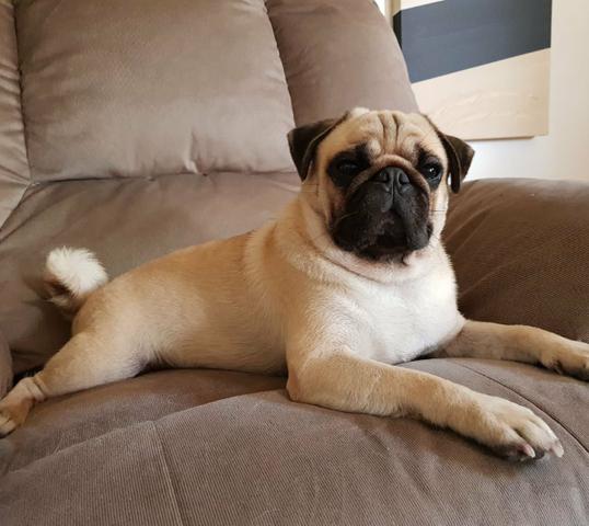 Como Saber se o Pug é Puro? Quais Diferenças Tem o de Raça?