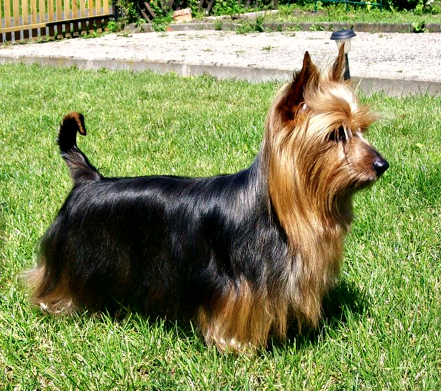 Diferencas Entre Affenpinscher, Silky Terrier E Galgo Afegao