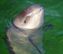 Características das Toninhas e Imagens do Animal