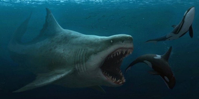 Tubarão Megalodon: Extinção? É Perigoso? Gigante, Tamanho e Fotos