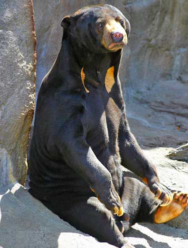 Urso Malaio: Características, Peso, Tamanho, Habitat e Fotos