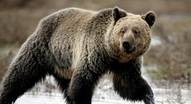 Os Ursos Estão em Extinção? Quais Espécies e Riscos de Cada?
