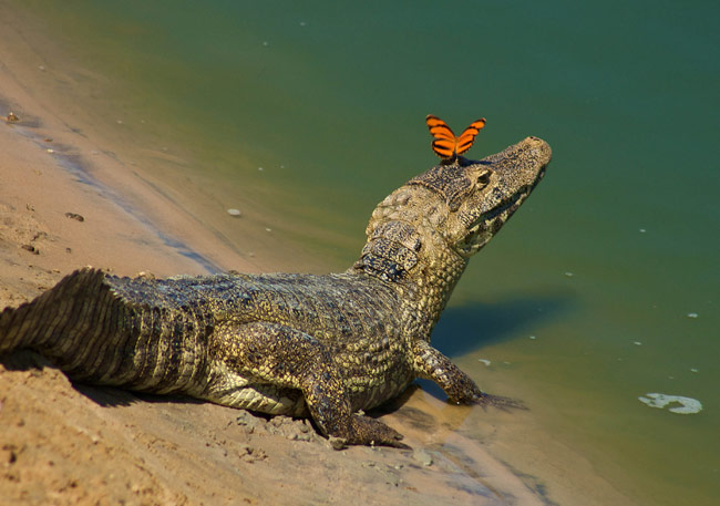 Jacaré Do Pantanal: Características, Peso, Hábitos E Fotos
