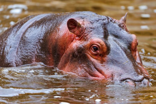 Comportamento do Hipopótamo, Hábitos e Modo de Vida do Animal