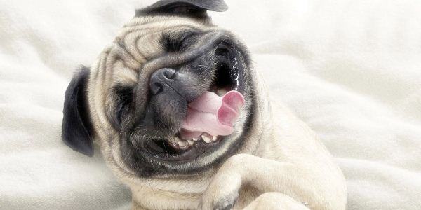 Diferenças Entre as Raças Pug Nabuco, Abricot e Anjos