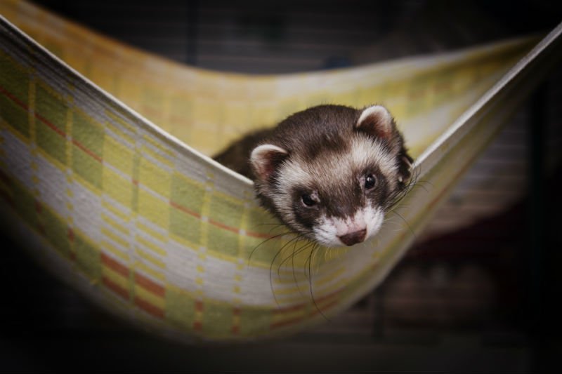 Doenças Comuns do Ferret / Furão e Como Tratar