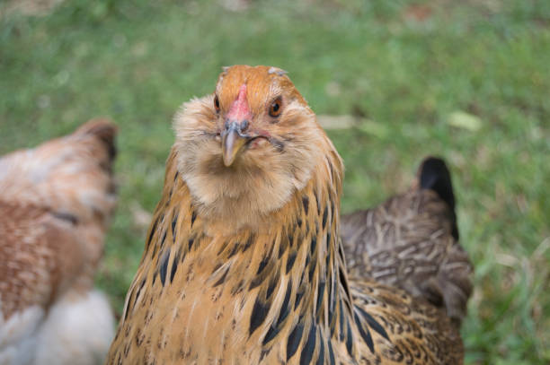 Galinha Ameraucana: Características, Ovos, Como Criar e Fotos