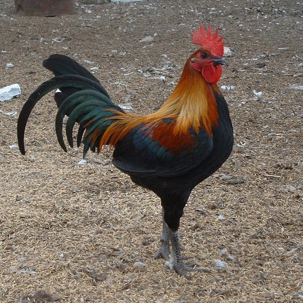 Galinha Combatente Inglês Antigo: Características e Fotos