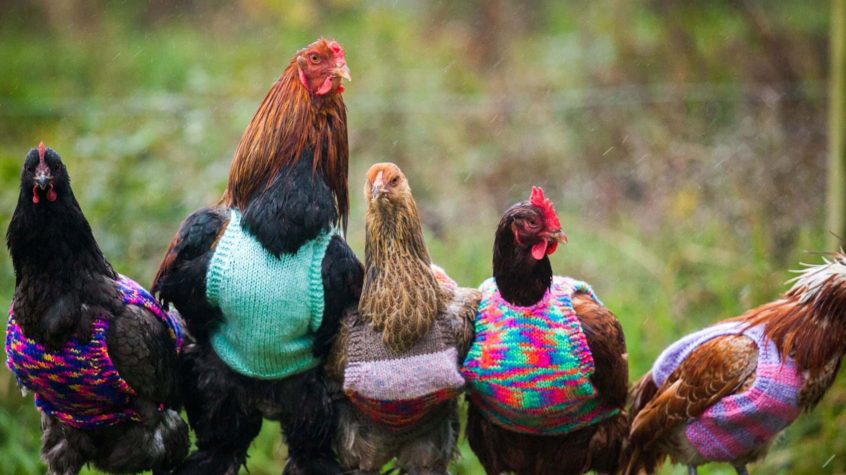 Tudo Sobre a Galinha: Características, Nome Científico e Fotos