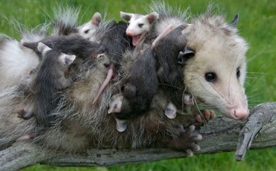 Qual o Animal que Tem Mais Filhotes?