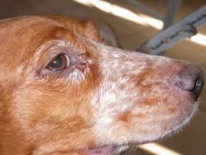 Quais Os Primeiros Sintomas Da Leishmaniose Em Cães?