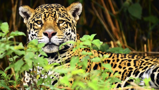 Onça Pintada em Extinção? Por Quê? Qual o Grau de Risco?