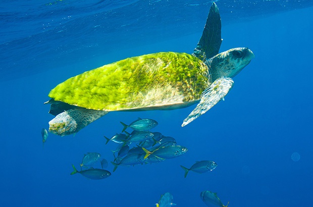 Quantos Anos Vive Uma Tartaruga do Mar? E a Terrestre?