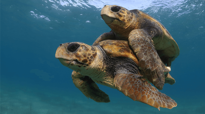 Tartaruga Oliva: Características, Nome Cientifico e Fotos