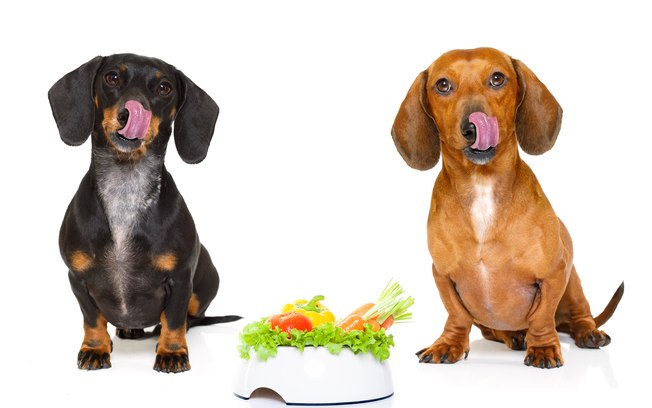 Tratamento Alternativo Para Câncer em Animais: O que Fazer?