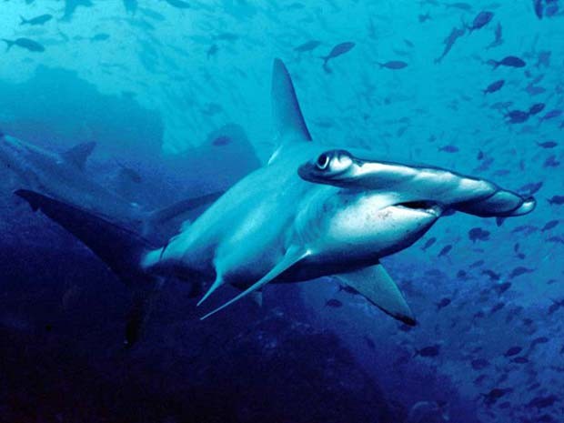 Quantos Dentes o Tubarão Martelo Tem? E o Megalodon?