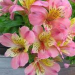 Alstroemeria Rosa