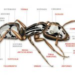 Anatomia do Corpo da Formiga