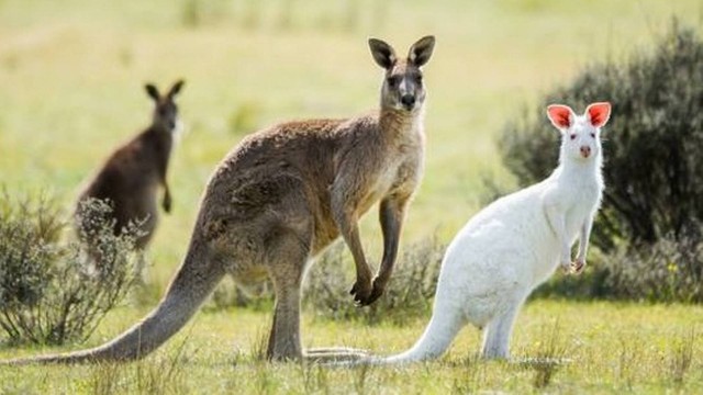 Comportamento do Canguru, Hábitos e Modo de Vida do Animal