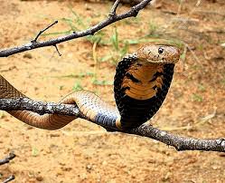 Cobra Boas Arbóreas Neotropicais: Características, Habitat e Fotos