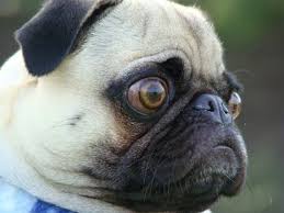 O Que é Um Pug Abricot? Características, Cuidados e Fotos
