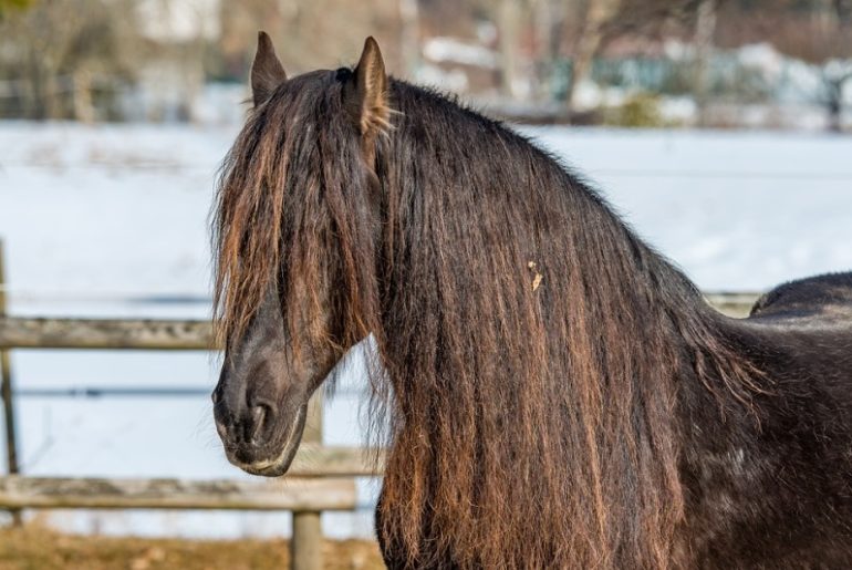 Raça de Cavalo da Floresta Negra: Características, Historia e Fotos