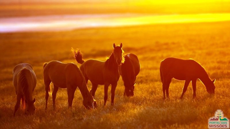 Cavalos no Rio Grande do Sul: História, Raças e Criação (2026)
