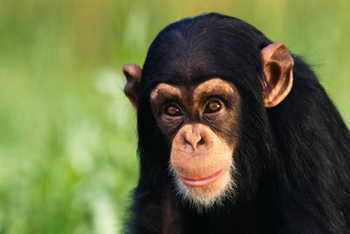 Qual O Animal Que Mais Se Parece Com O Homem?