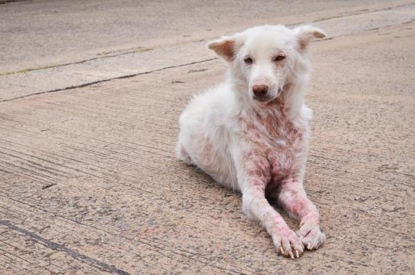Dermatite Canina é Contagiosa? Pode Passar pra Humanos?