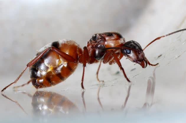 Como as Formigas se Comunicam umas com as Outras?
