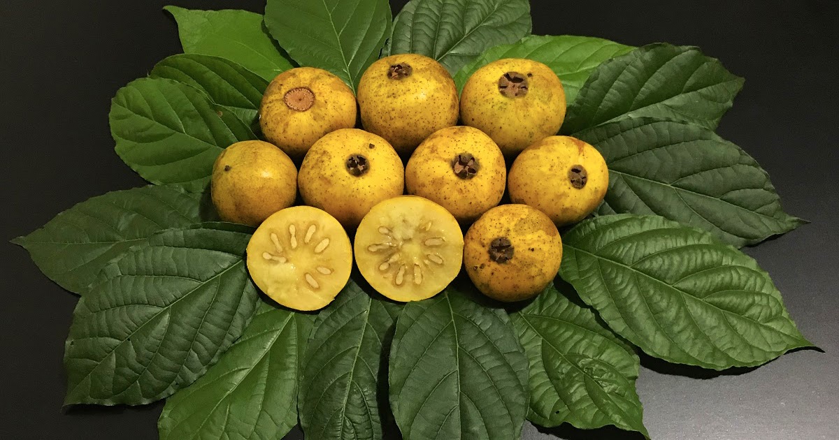 Guabiroba Gigante ou Guabiraba: Características, Mudas e Fotos