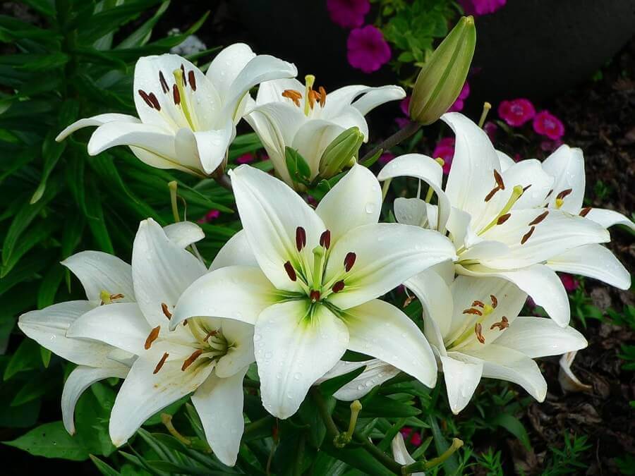 Como Regar Lírios em Vasos? Qual a Melhor Forma?