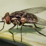 Mosca Doméstica Fotografada de Perto