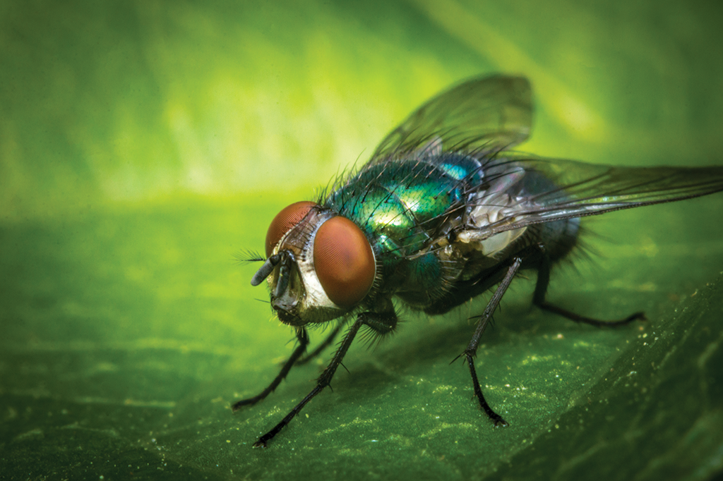 Mosca: Reino, Filo, Classe, Ordem, Família, Gênero e Especie