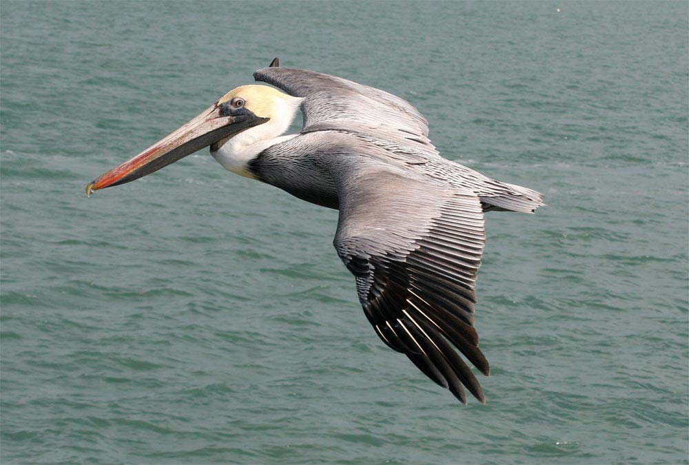 Quais São as Diferenças Entre o Pelicano e Flamingo?