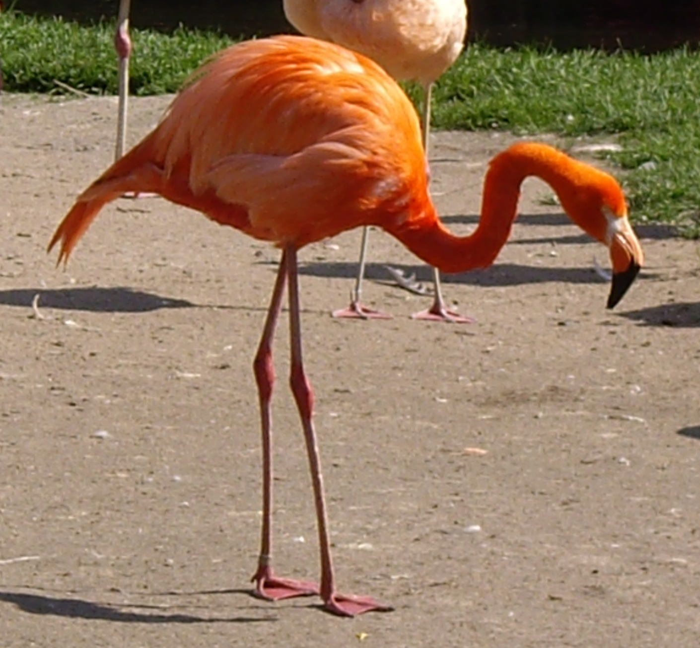 Lista de Espécies de Flamingo: Tipos Com Nome, Fotos e Habitat