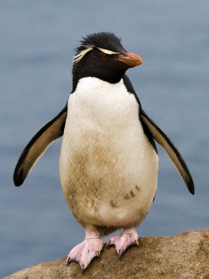 Alimentação do Pinguim e Como Funciona o Processo de Digestão