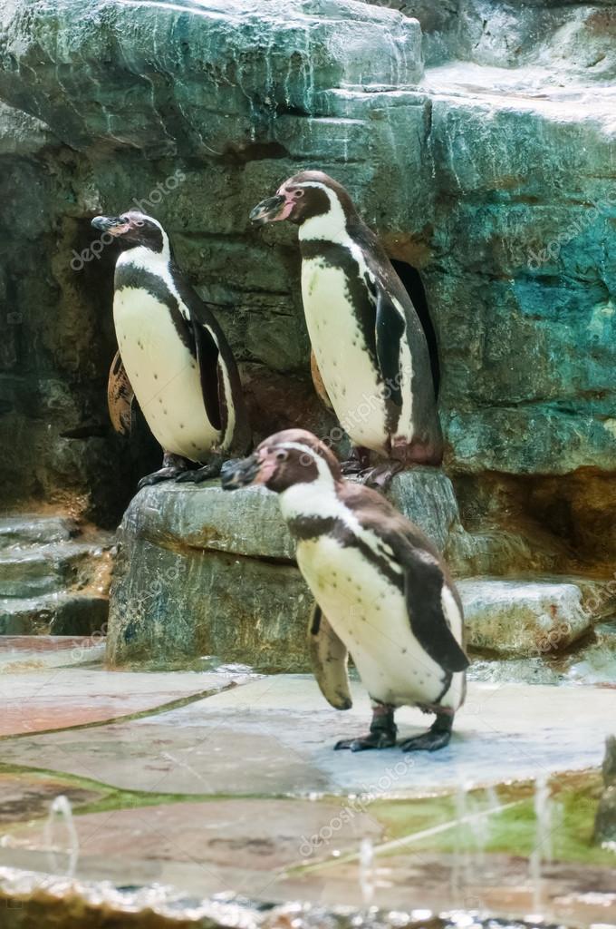 Pinguim de Magalhães: Características, Nome Científico e Fotos